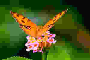 mariposa, cambio, oruga, trasformación, sé el jefe, hectorrc.com