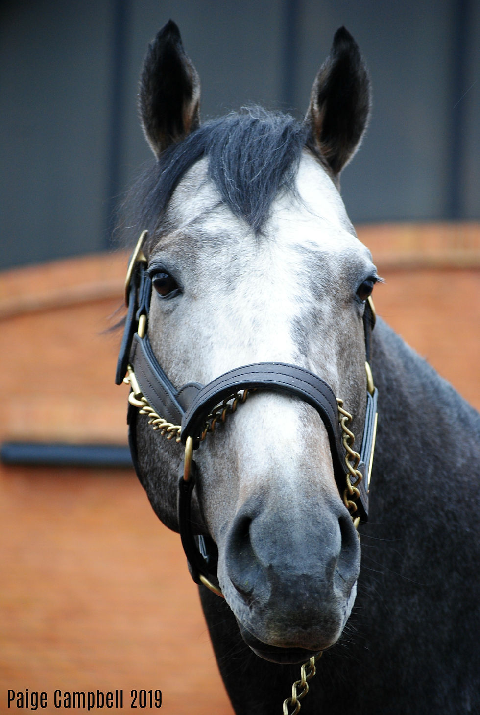 Arrogate, winner of the Breeders' Cup Classic and Dubai World Cup, at Juddmonte Farms
