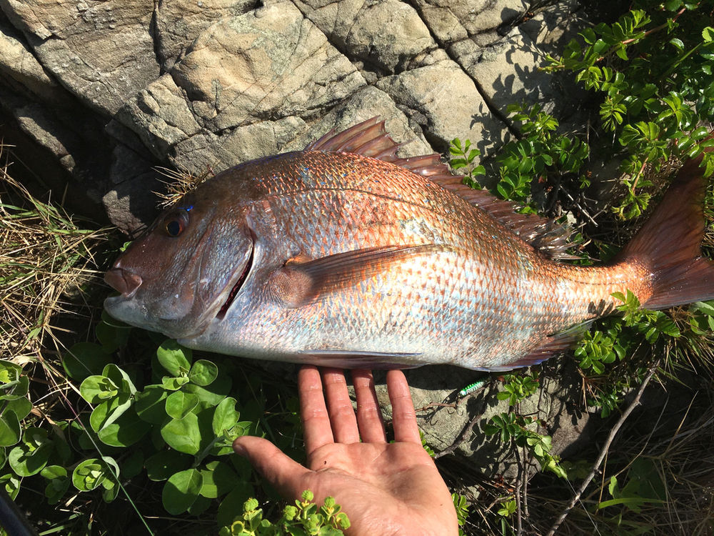 マダイが釣れました まぐれ 釣れないフィッシャーマンの日記