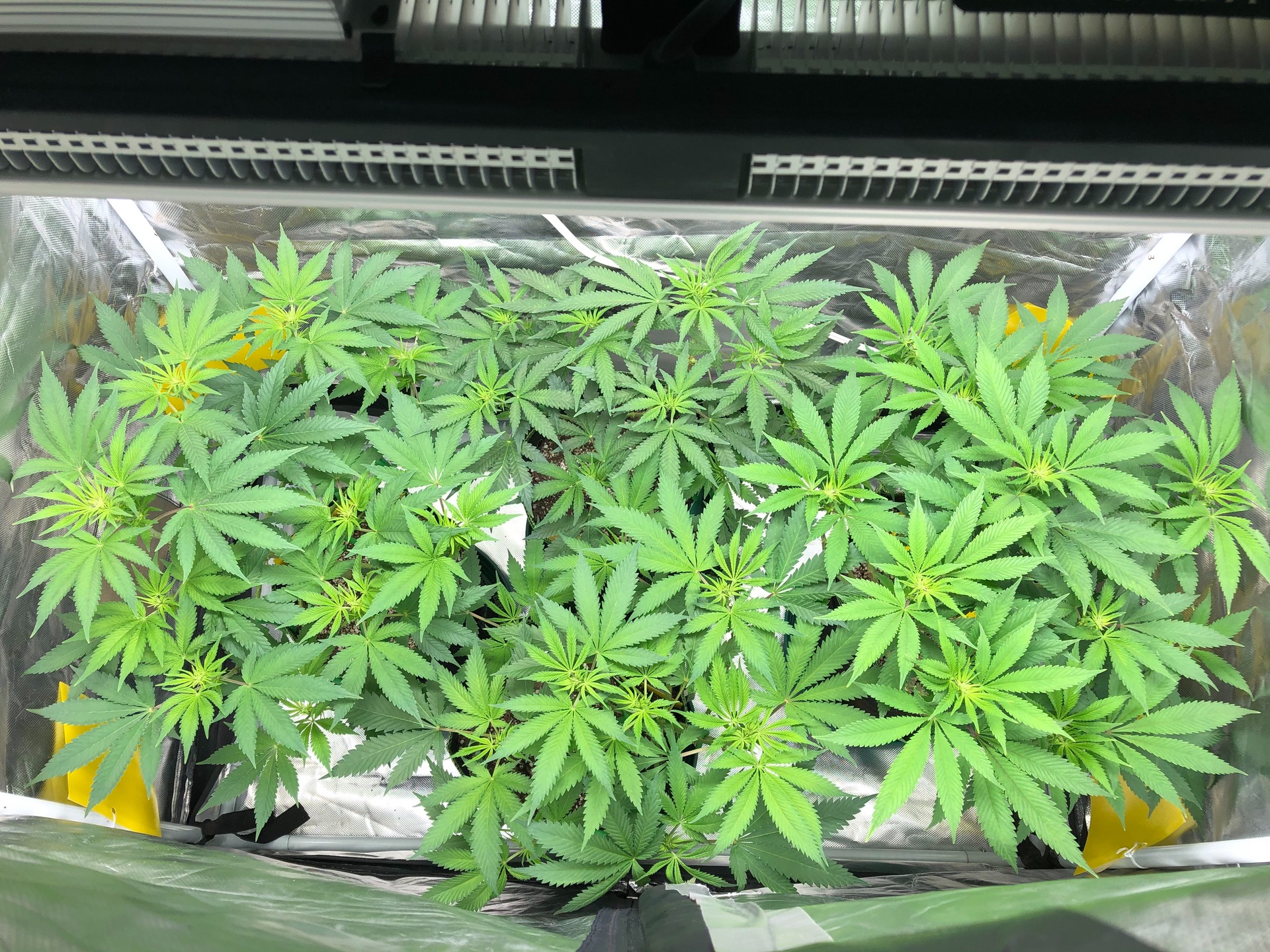 2nd week of flower commenced! content media