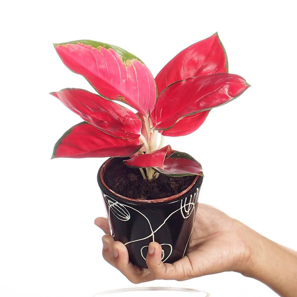 Buy Aglaonema Pink Indoor Plant Online in India content media