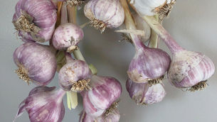 Growing Garlic in Alberta