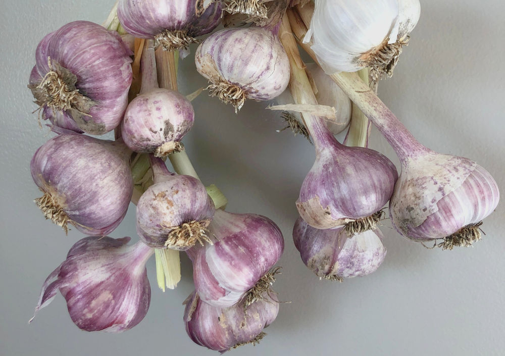Growing Garlic in Alberta Planting, Harvesting & Scapes