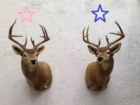 Cornudos