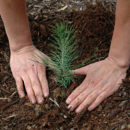 Students in the Philippines must plant 10 trees to graduate