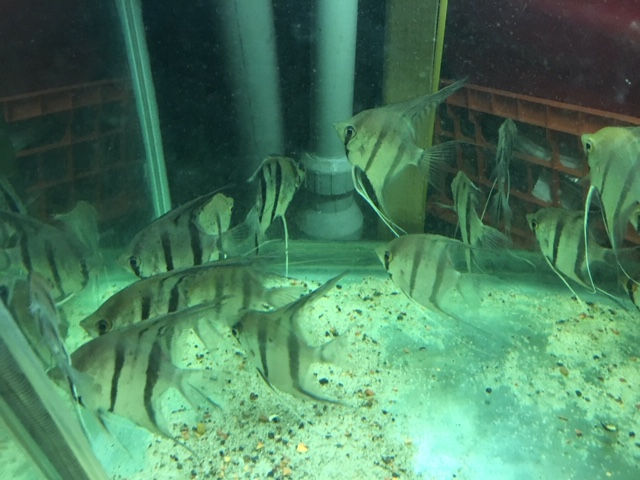 Wild Peruvian Altum Angelfish for Sale | Potomac Valley Aquar