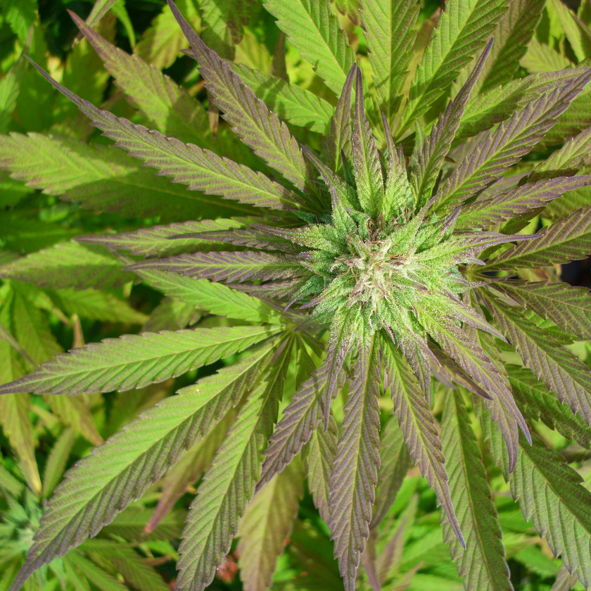 Growing Marijuana Outdoors