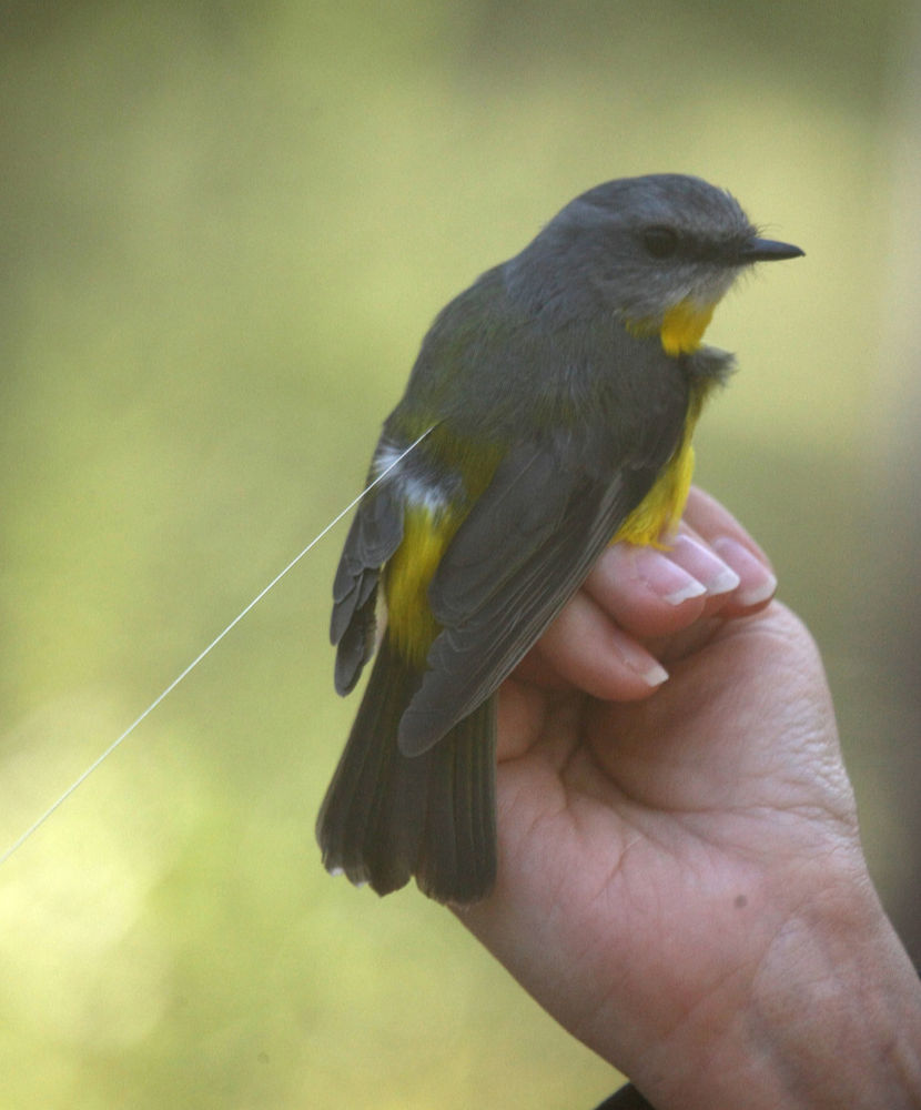 New Collaboration Do small birds use torpor?