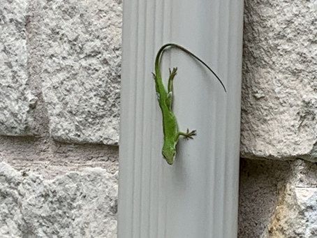 Gecko Highway