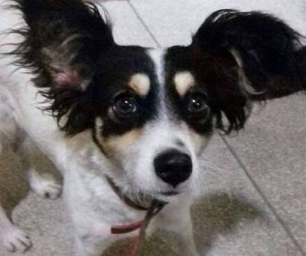 Esta é a Filó, que foi resgatada pelo GRAU e teve sua adoção divulgada na página GRAU Guarulhos no Facebook