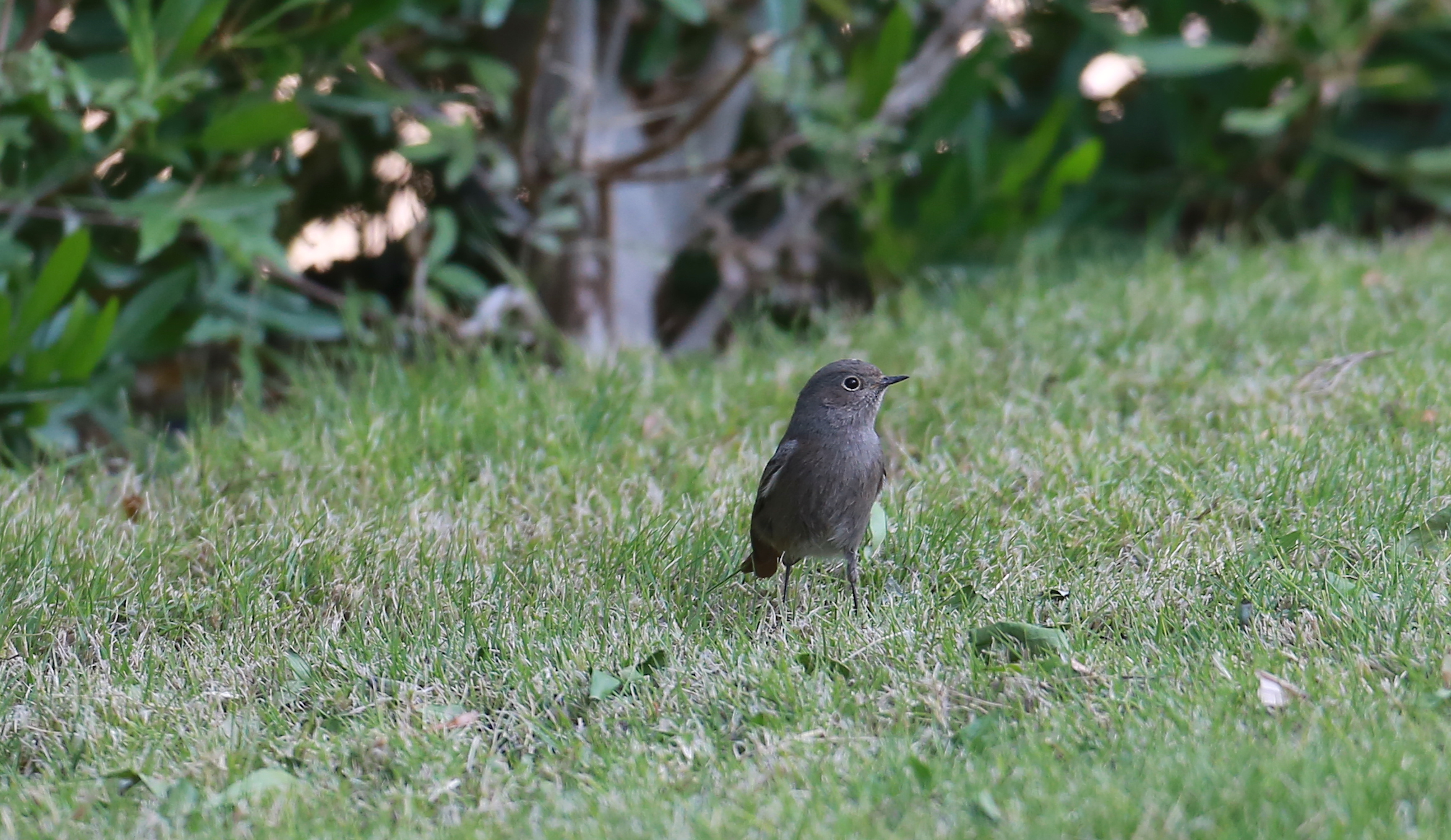Hi guys is this a Western Black redstart ,
taken at the top of jebel hafeet this morning 7th Dec 2019, in the hotel gardens ... and 3 more content media
