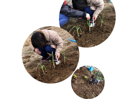 畑に行ってきました🌱