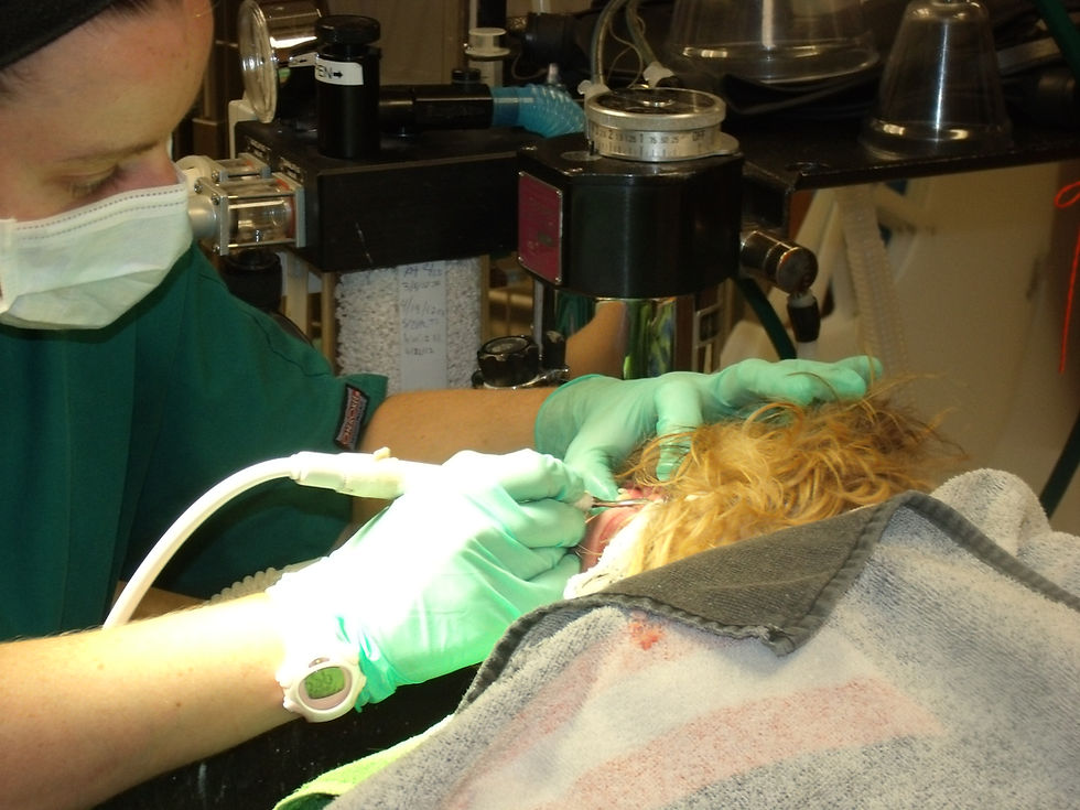 Vet tech cleaning pet's teeth