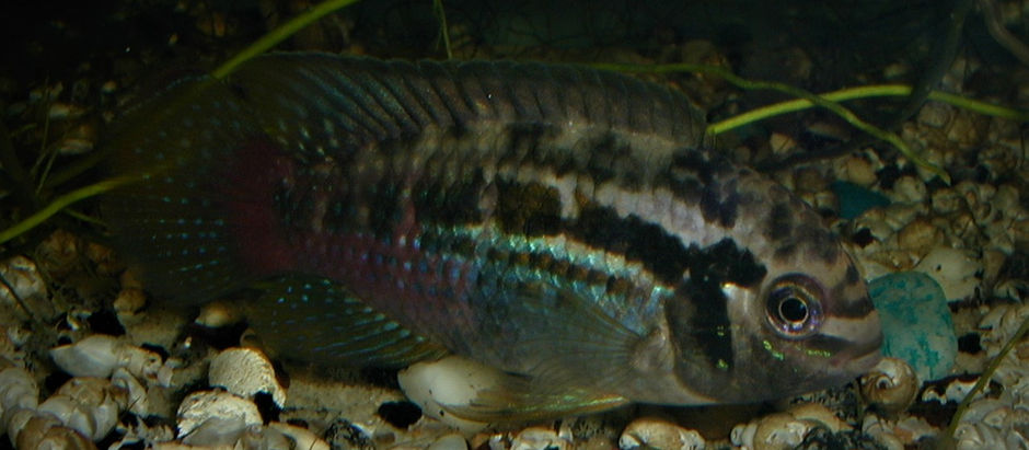 Laetacara Araguaiae: Breeding the “Purple Smiler”