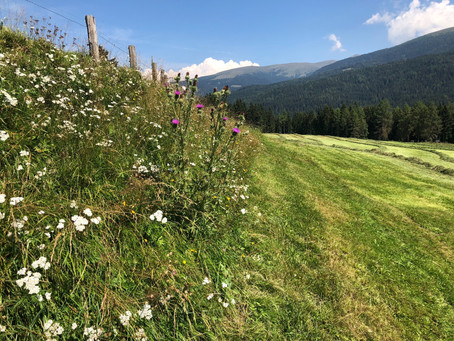 Blühstreifen