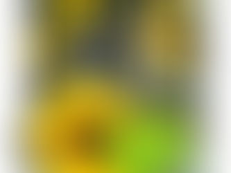 ひまわり