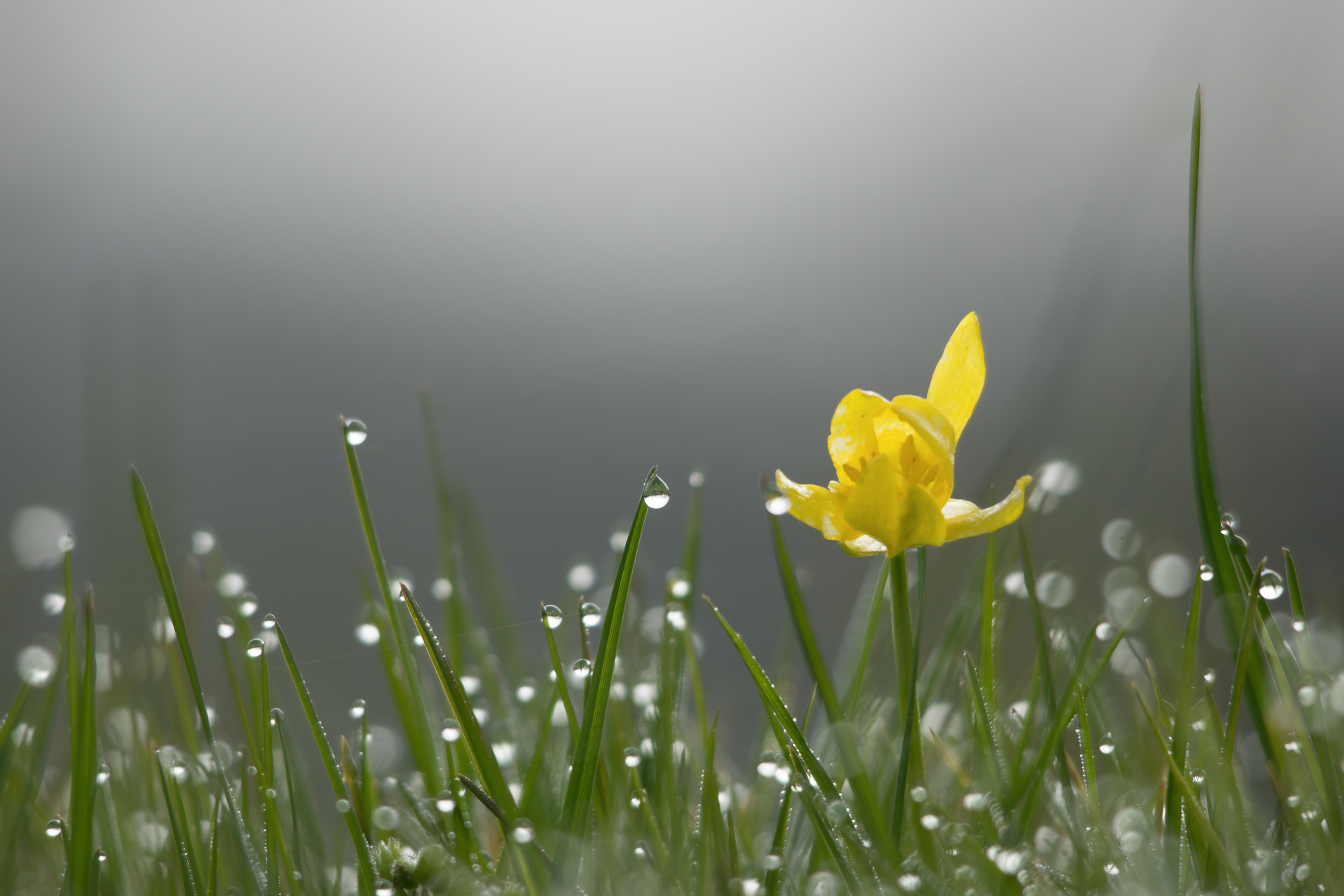 Une fleur bien ordinaire content media