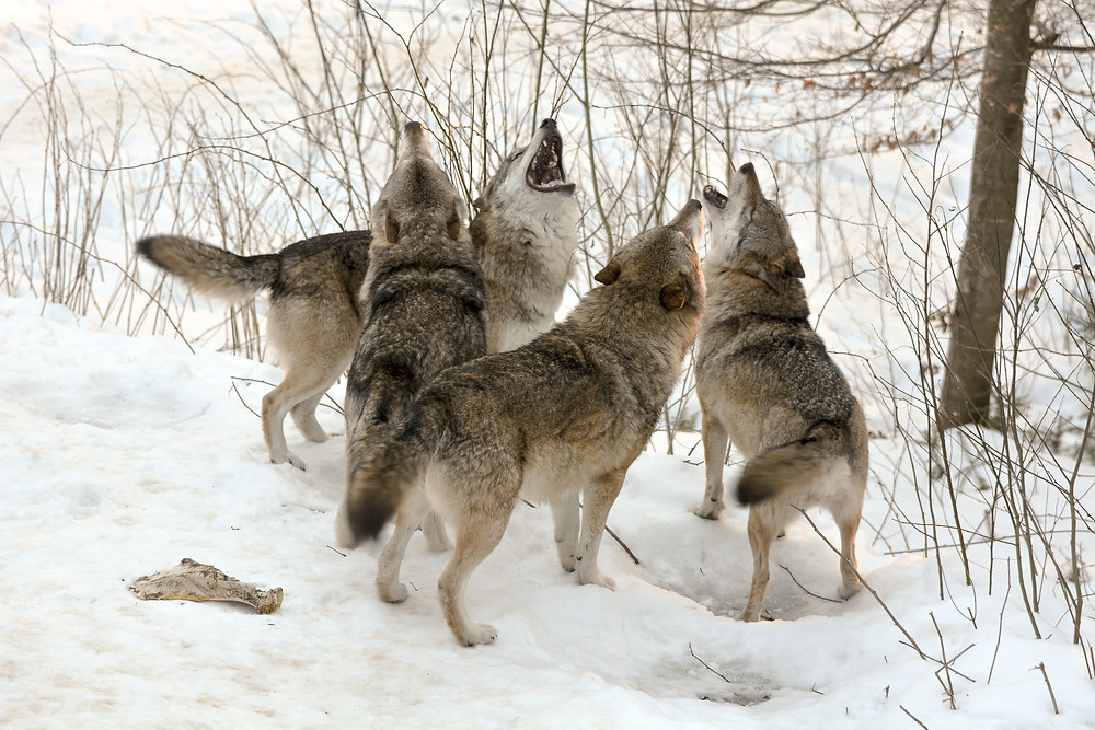 loups en allemagne loups en ville débat politique bétail attaqué écologistes fermiers