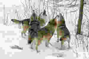 loups en allemagne loups en ville débat politique bétail attaqué écologistes fermiers