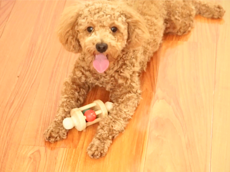 5 đồ mình chuẩn bị trước tiên khi bắt đầu nuôi cún Poodle