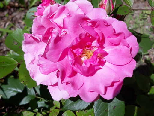 Voir la vie en ROSE -La couleur de la douceur