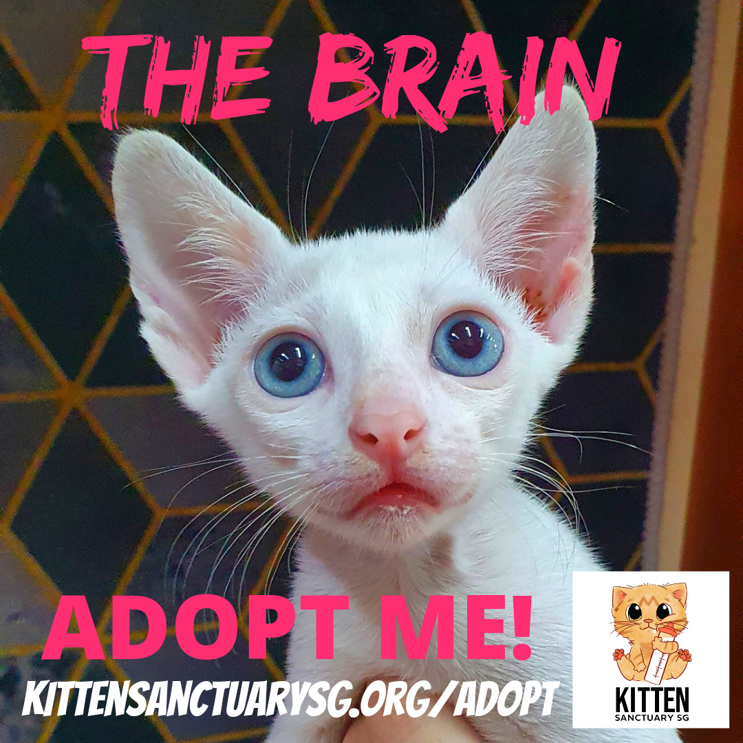 ADOPT ME! The Brain (Kitten) content media