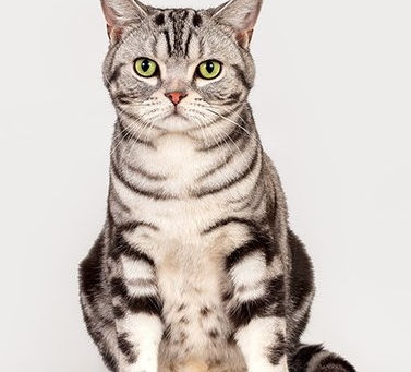 FINAL CAPE SHOW OF 2019