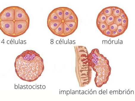 ¿Qué es un blastocisto?