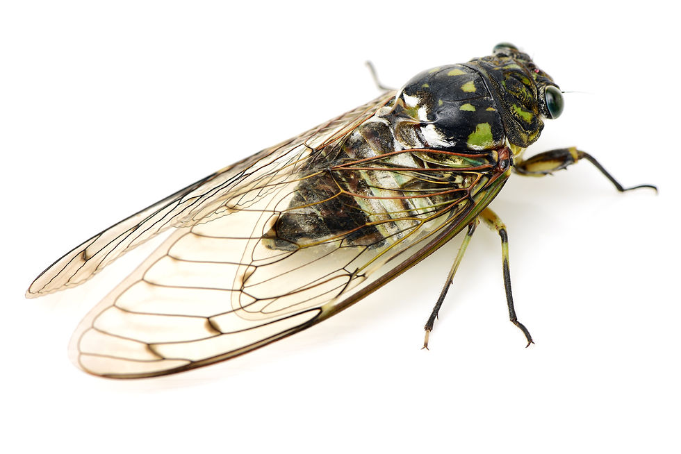 ree