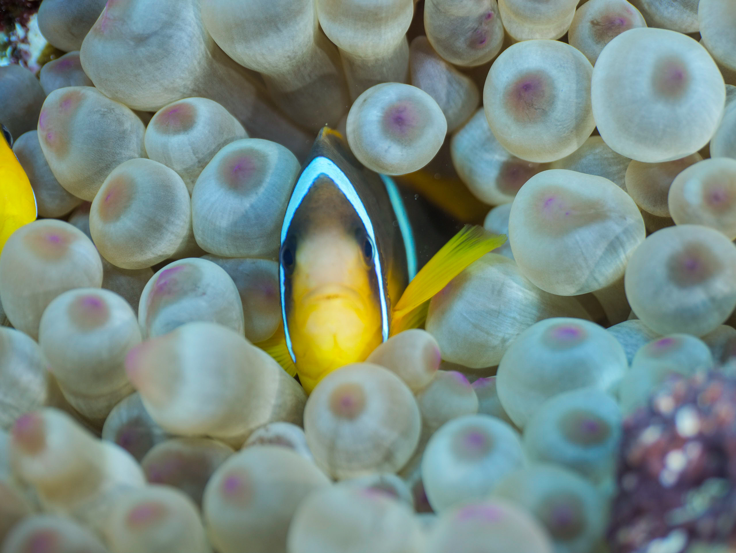 Red Sea 2019 content media