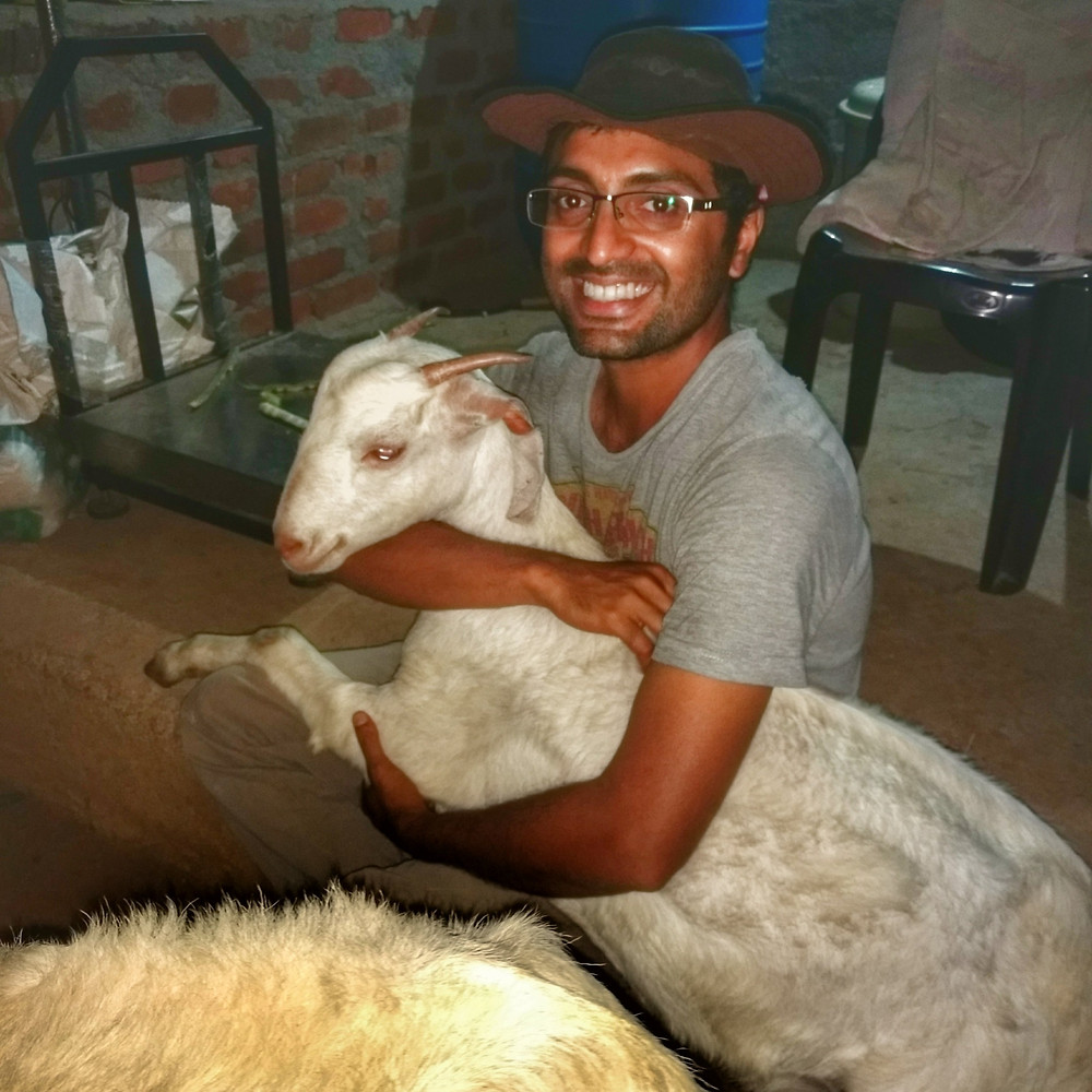 Goat hugging a man