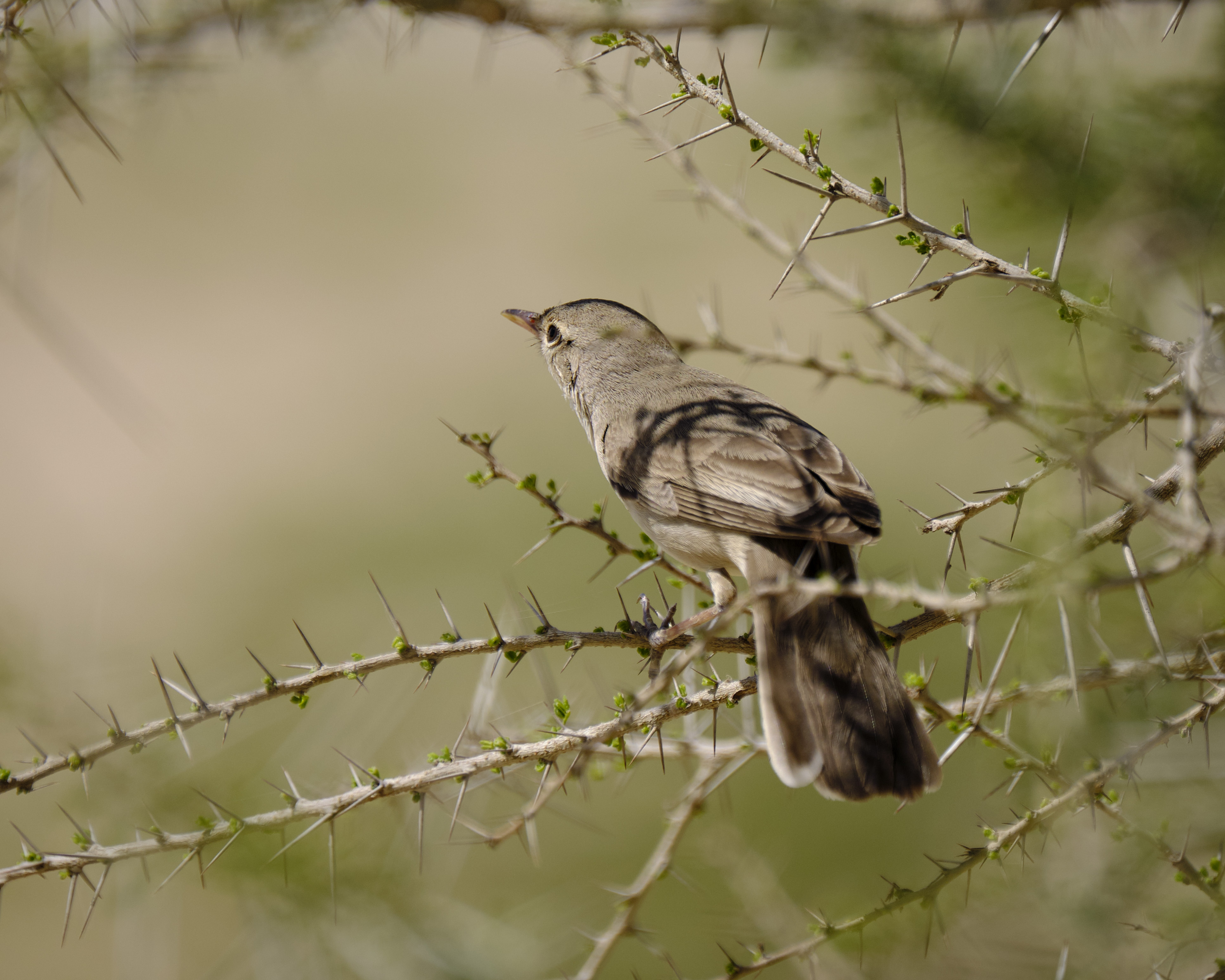 Upcher's Warbler @ Desert Lake Saih Al Salam St. content media