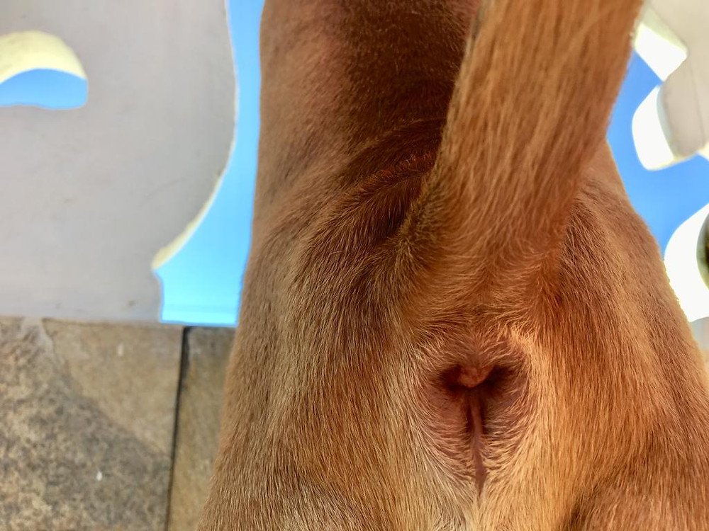 Inflamação na Glândula Anal ou Adanal do cão. A inflamação causa inchaço, vermelhidão e dor. Fique atento aos sintomas do seu Pet.