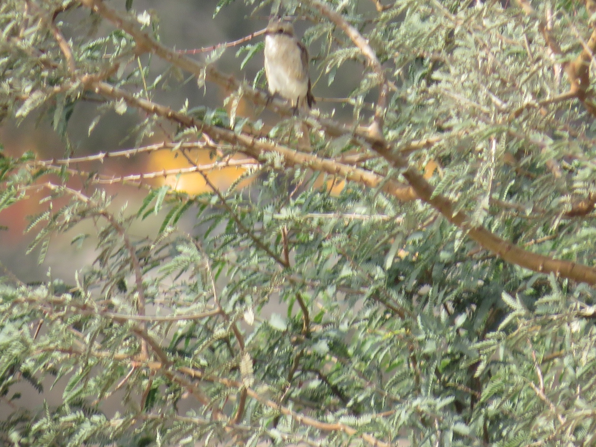 What shrike is this ? Masked ? Or isabeline content media