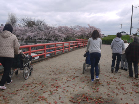 毎年恒例の〝お花見〟へ ~小規模多機能ホーム「うぐいす庵」~