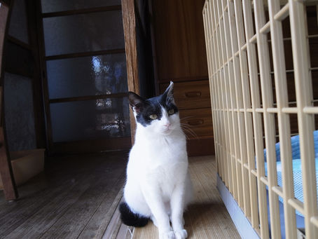 外猫さくらちゃん奮闘記 その15:ワクチン日和