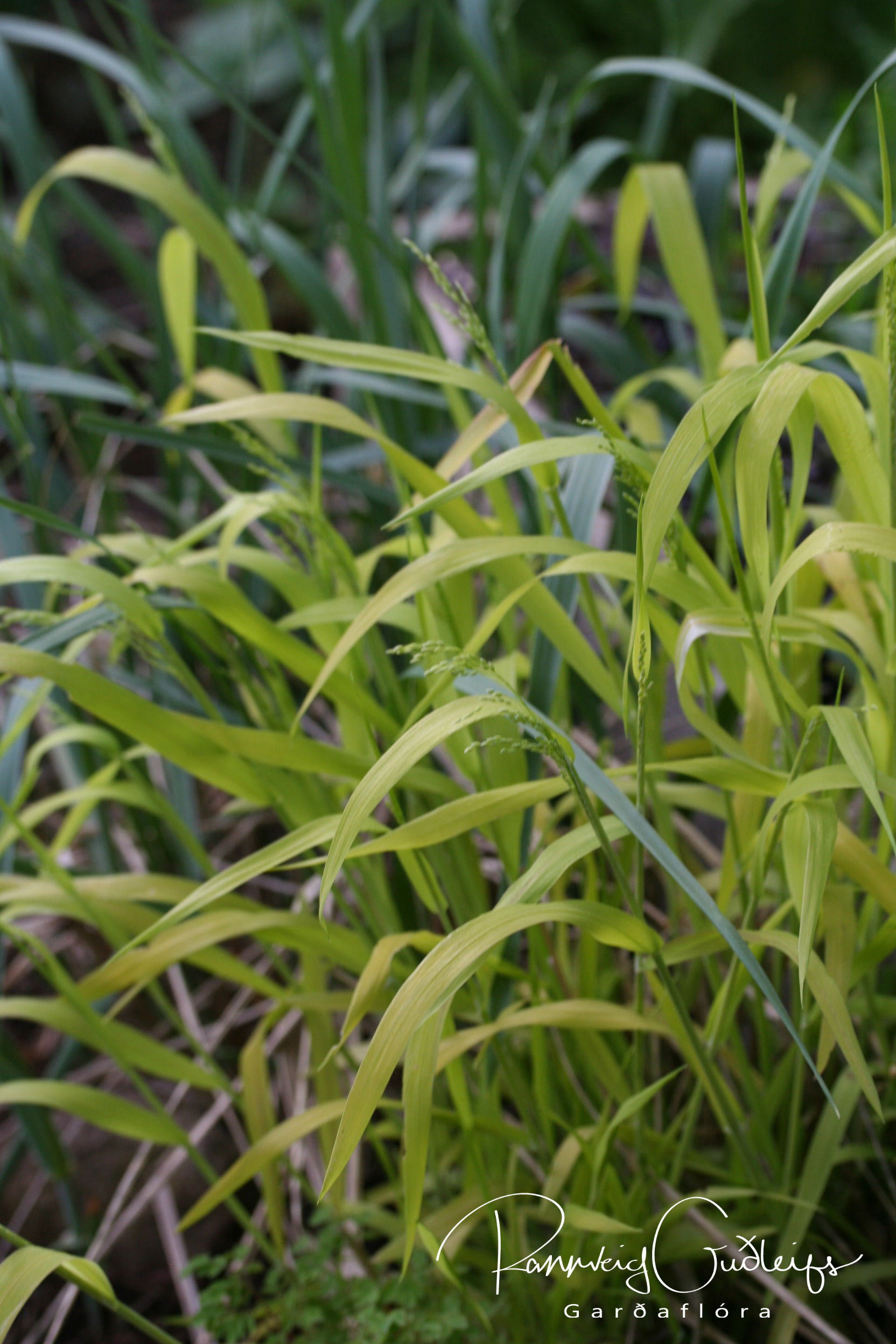 Milium effusum 'Aureum' content media