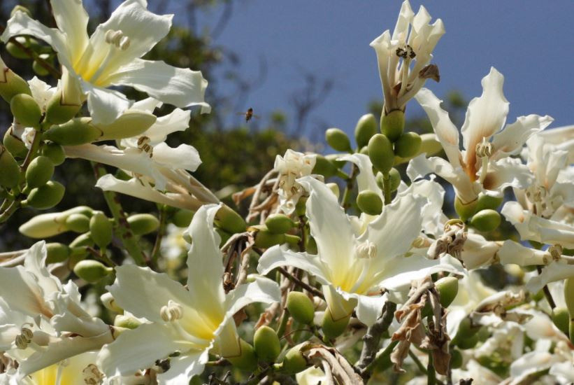 White Kapok/Chorisia insgnus at Belen Prep, Miami
