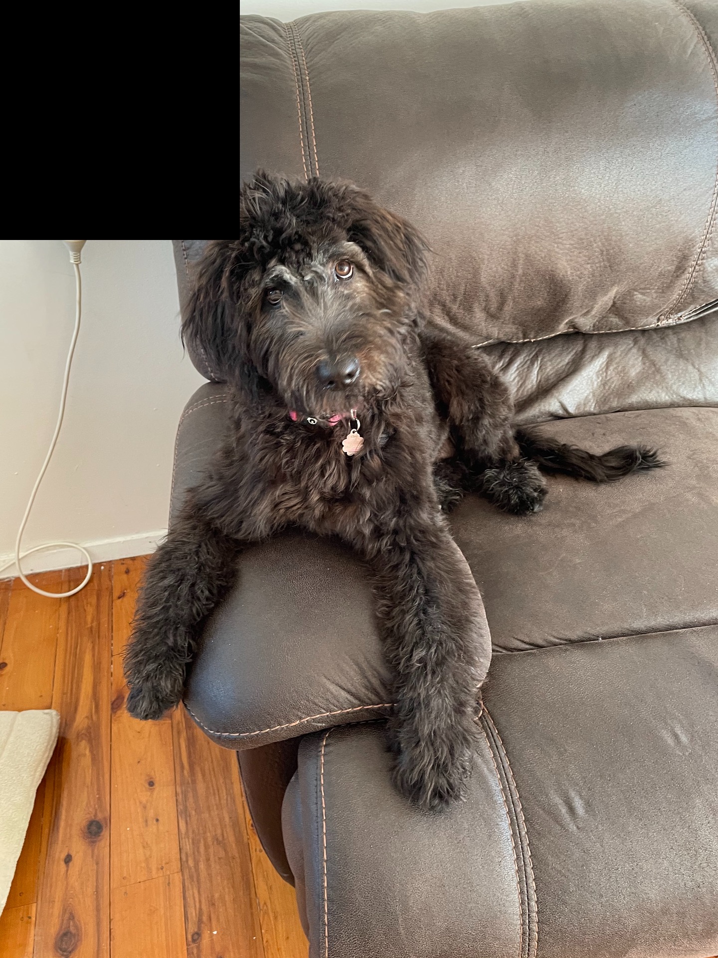 Bear content media