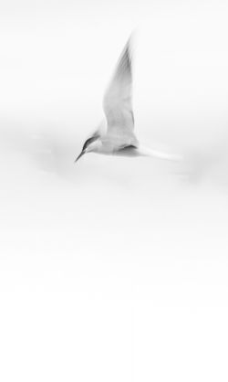 Tern