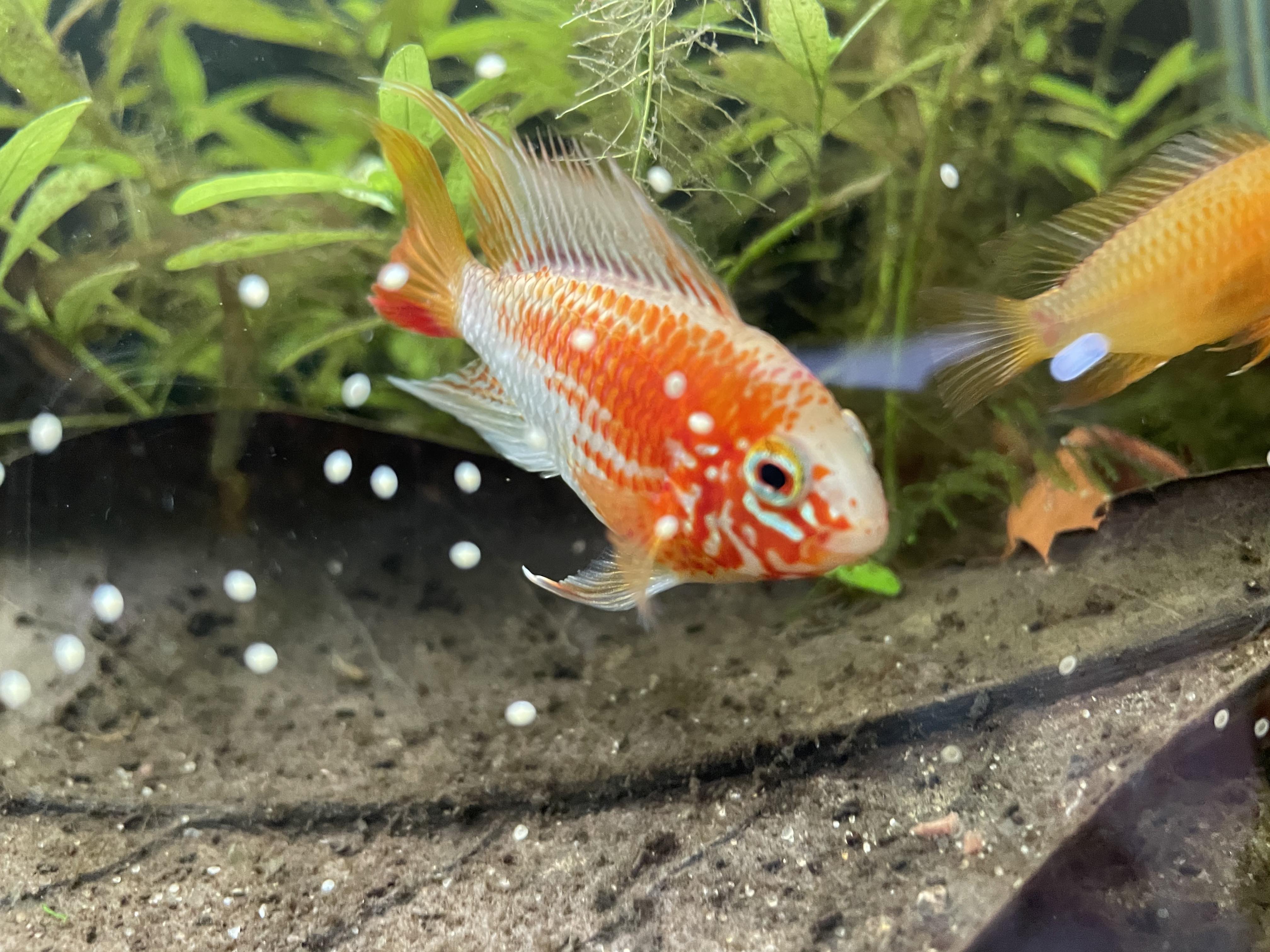 Apistos and other fish for sale at Tailgate content media
