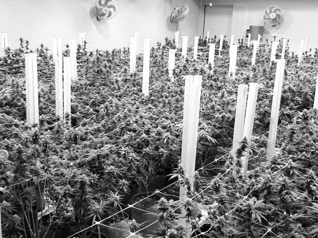 Ikänik Farms Completes Initial Heavy Metals Analysis of Flower with Leading Colombian Laboraties