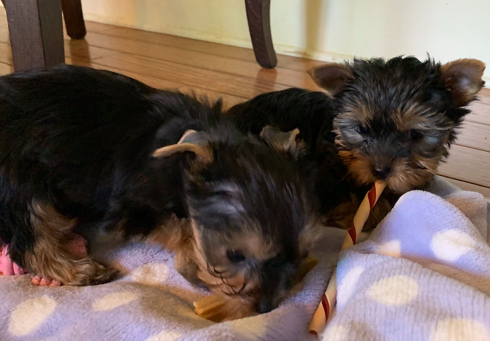 puppy Yorkies