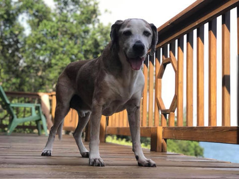 The Greatest Catahoula Ever