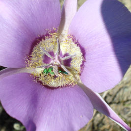 We're buzzing about bees!