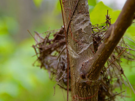 The Magic of Fasteners: Spider Silk and Nature's Velcro