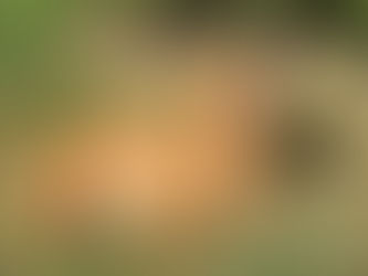 Kya Basking in the Morning Sun