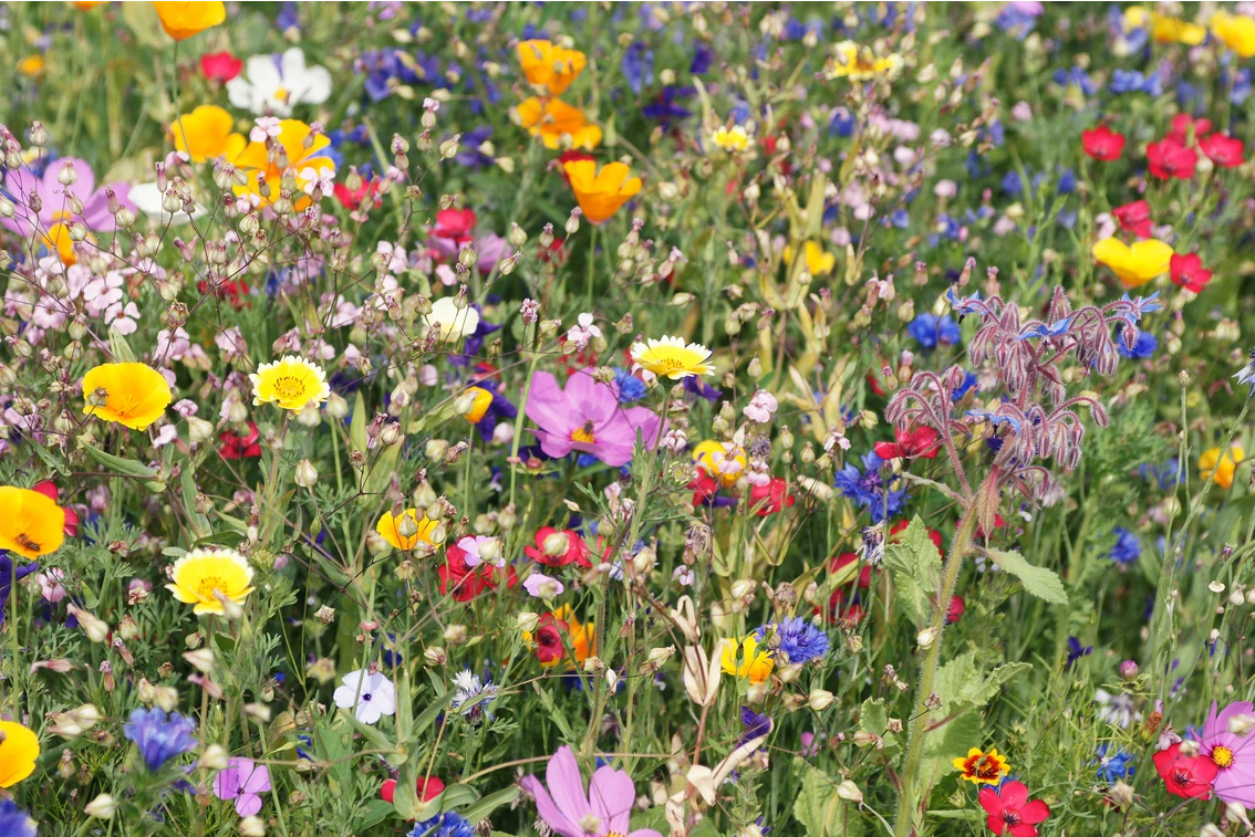 Butterfly gardening is so rewarding content media
