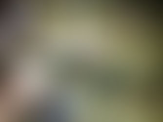 Why Are Trees So Important?