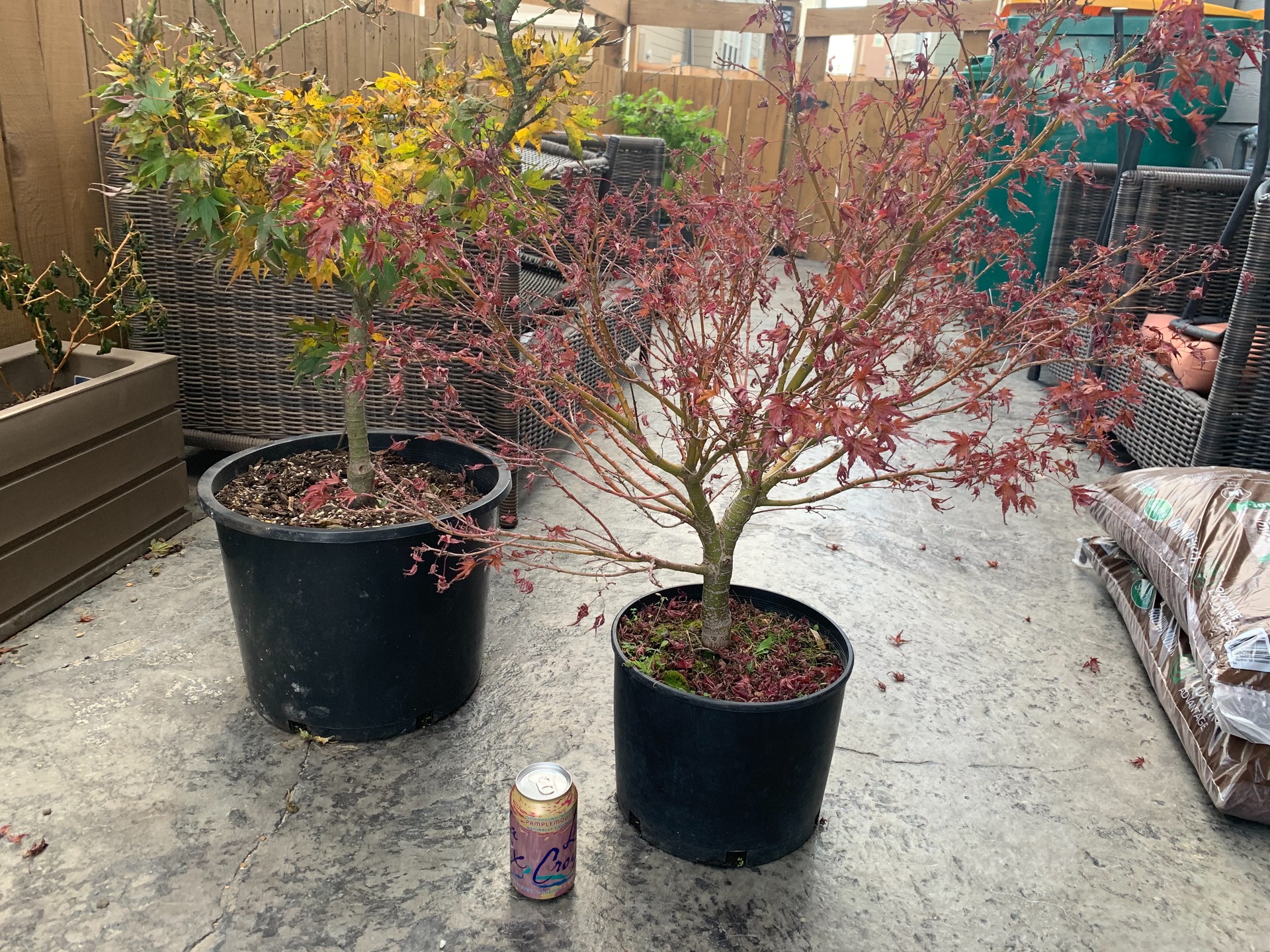 Repotting from nursery stock content media